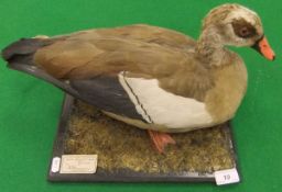 A stuffed and mounted Egyptian Goose set on a moss covered plinth base, bearing label inscribed "