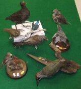 A stuffed and mounted Moorhen, Kingfisher, Field Fare, Redwing, Hawfinch, Green Woodpecker and a