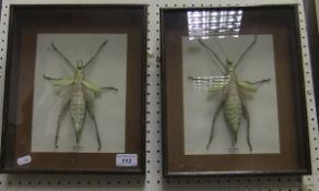 A pair of mounted Malaysian Tree Nymph bugs in picture frame cases   CONDITION REPORTS  Both with