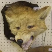 A stuffed and mounted Fox mask by Spicer on oak shield with plaque inscribed "Presented to W.H.F.
