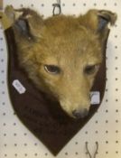 A stuffed and mounted Fox mask on oak shield inscribed "Exmoor Foxhounds from Lucott Farm 25-VIII-