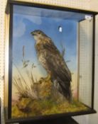 A stuffed and mounted Buzzard in naturalistic setting and three sided glazed display case