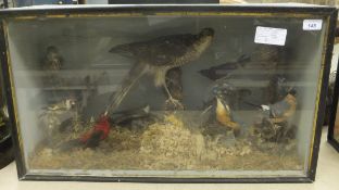 A stuffed and mounted collection of various birds including Kestrel, Kingfisher, Bullfinch,