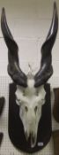 A mounted Eland skull with horns on oak shield inscribed "Eland N.E. Rhodesia" by Gerrard, and