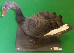 A stuffed and mounted Black Swan set on a plinth base, bearing label inscribed "Peter Farrington