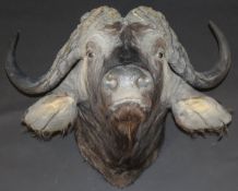 A stuffed and mounted Asian Water Buffalo head with horns