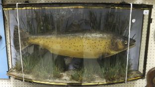 A stuffed and mounted brown trout in bow fronted display case