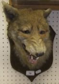 A stuffed and mounted Fox mask on oak shield shaped mount by Spicer & Sons, stamped verso "P. Spicer