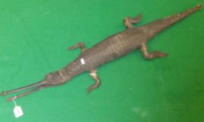A stuffed Gharial   CONDITION REPORTS  Length approx. 109 cm.  Overall with quite heavy wear and