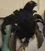 A stuffed and mounted Black Cock on a wall mounted branch setting