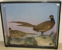 A pair of stuffed and mounted Cock and Hen Pheasants by Hutchings of Aberystwyth in naturalistic