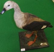 A stuffed and mounted Orinoco Goose set on a moss covered plinth base, bearing label inscribed "