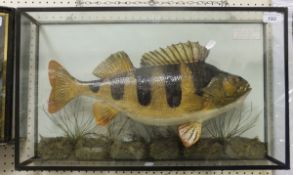 A stuffed and mounted Perch in naturalistic setting and five sided glazed display case, bearing