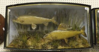 A pair of stuffed and mounted Grayling in the style of Cooper, in a bow fronted display case
