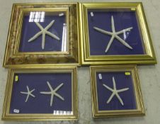 A collection of four various framed and glazed displays of Starfish    CONDITION REPORTS  General