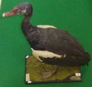 A stuffed and mounted African Spur Winged Goose set on a moss covered plinth base, bearing label