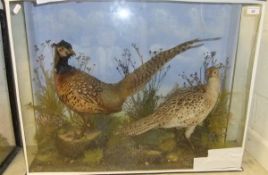 A stuffed and mounted Cock and Hen Pheasant in naturalistic setting and three sided glazed display