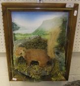 A stuffed and mounted Red Squirrel in picture frame mount, bearing label verso inscribed "Peter J.