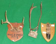 A mounted pair of Mule Deer antlers, Reindeer antlers and Deer slot on oak shield