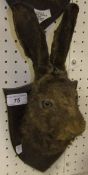 A stuffed and mounted Hare mask on oak shield shaped mount by Peter Spicer & Sons, inscribed "Little