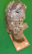 A stuffed and mounted tawny owl in naturalistic setting, upon a mossy stump base (provenance -