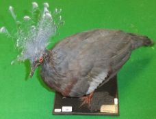 A stuffed and mounted Victoria Crown Pigeon set on a plinth base, bearing label inscribed "Peter