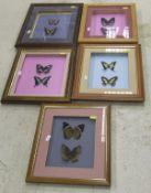 A collection of five various framed and glazed displays of exotic Butterflies and Moths