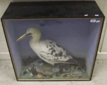 A stuffed and mounted Gannet in the manner of Henry Shaw in naturalistic setting and glass fronted