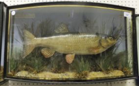 A stuffed and mounted Chubb in naturalistic setting and bow fronted glazed display case, bearing