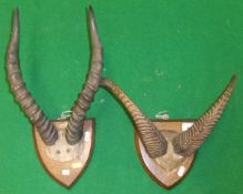 A pair of goat horns on oak shield, and a pair of impala horns on oak shield