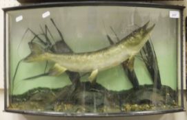 A stuffed and mounted jack pike in naturalistic setting within bow fronted display case