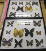 Two framed and glazed displays of Butterflies*