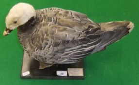 A stuffed and mounted Empire Goose set on a plinth base, bearing label inscribed "Peter Farrington