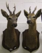 A pair of Roebuck heads with antlers on oak shields, inscribed verso "Shot by M.P.W. & Robbie
