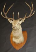 A stuffed and mounted Red Deer Stag head with ten point antlers on oak shield by Van Ingen & Van