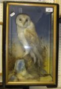 A stuffed and mounted Barn Owl by Hutchings of Aberystwyth in naturalistic setting and three sided