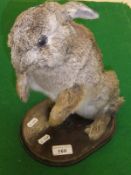 A stuffed and mounted Rabbit on haunches