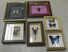 A collection of six various framed and glazed displays of Butterflies and Insects   CONDITION