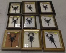 A collection of nine various framed and glazed displays of Scorpions   CONDITION REPORTS  Overall