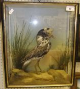 A stuffed and mounted Ruff in naturalistic setting and three sided glazed display case