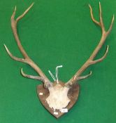 A pair of eleven point Red Deer antlers on shield mount