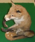 A stuffed and mounted Fox sat upon hind haunches as a stick stand/dumb waiter