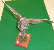 A stuffed and mounted little owl with spread wings upon a mossy stump base, bearing DOE number 44199