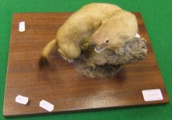 A stuffed and mounted Stoat on a mossy stump base, bears label inscribed "John Burton (Natural