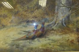 PHILIP RICKMAN "Pheasants amongst foliage", watercolour, signed and dated 1962 bottom right