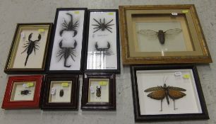 A collection of eight various framed and glazed displays of Insects   CONDITION REPORTS  General
