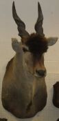 A stuffed and mounted Eland head with horns