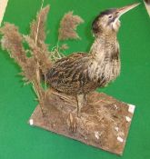 A stuffed and mounted Bittern in naturalistic setting on plinth base
