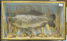 A carp cast in naturalistic setting within glass fronted display case