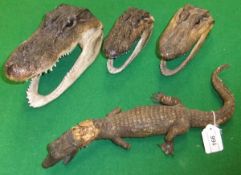 A stuffed baby Alligator, and three various Crocodile heads